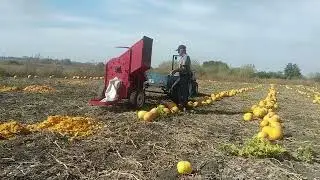Молотим гарбуз 04,10,2024