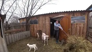 У нас пополнение, ВОЛНОВАЛАСЬ ТАК - КАК БУДТО САМА РОЖАЛА. Жизнь в деревне. Влог 14