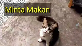 KASIAN, Kucing Minta Makan,