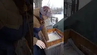 первый осмотр пчел #asmr #bee #shorts