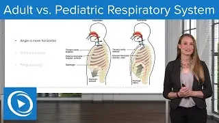 Adult vs. Pediatric Respiratory System  – Pediatric Nursing | Lecturio Nursing