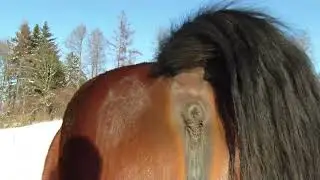 Horse poops