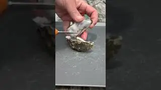 Hogwash on an Oyster #westcoast #oyster #seafood