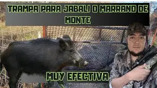 TRAP FOR WILD BOAR, WILD PIG OR MOUNTAIN PIG, VERY EFFECTIVE,/,,/