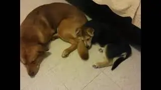 Oso and Rocky
