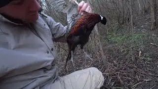 10 LIFTING LOOPS IN ONE PLACE / PHEASANT WON'T GET THROWED / Pheasant traps and more