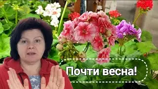 Обзор пеларгоний на стеллажах. Конец февраля.