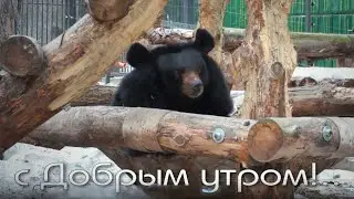 Гималайская медведица Челси поглядывает на бурого медведя Леху в соседнем вольере.