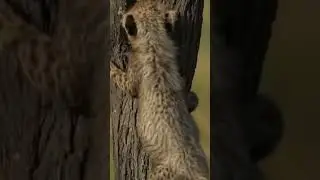 Playful Cheetah cubs strengthen their hunting skills! #cat #wildlife #cheetah