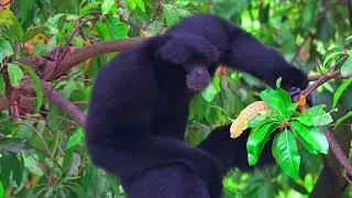 Si Monyet Siamang , Monyet Asli Indonesia