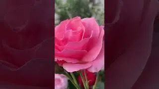 Take that 📲 Patience (Paciencia). Mundo de Rosas y Un Regalo Visual para tu Entretenimiento. #shorts