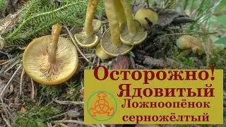 Осторожно! Ядовитый Ложноопёнок серно-жёлтый - Hypholoma fasciculare.