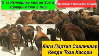 Янги Партия Совликлар ва 8 та Зотга Тоза Хисори кучкорлар келган.