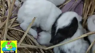 Small Bunny licking his feet / Cute 🥰 Baby Rabbit / baby bunny /  baby rabbit / rabbit children /