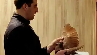 Льговско-Сумские голуби Заура.