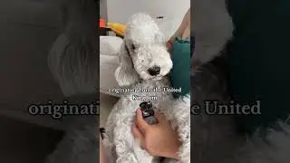 Strangest Dog Breeds You Won't Believe Exist #shorts