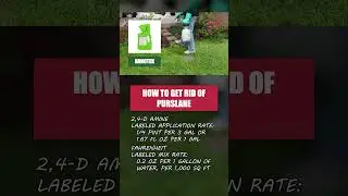 Treat Purslane Growing on Your Property! [Weed Management]