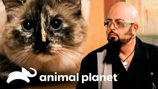 Jackson tem medo de uma gata pela primeira vez | Meu Gato Endiabrado | Animal Planet Brasil
