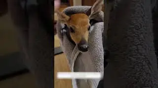 A fisherman miraculously caught a fawn from the water and gave it a new home.