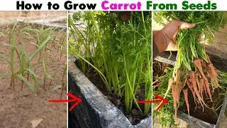 Growing Carrots at home 🥕 || Gardening Secrets