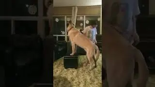 Giant Turkish Kangal Playing With His Kids #dogtraining #kangal #guarddog