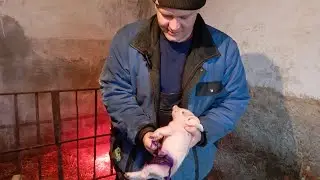 👍Поросятам🍼 🐷три дні. Зкусюю ікла і колю залізо🇺🇦