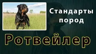 Стандарты пород  Ротвейлер