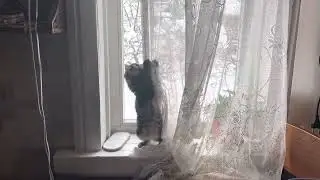 Мейн-кун и тюль