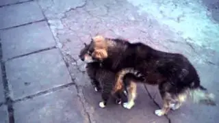 Кошачьи нежности