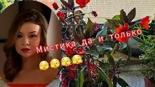 Меня удивило растение КОМНАТНЫЕ РАСТЕНИЯ #flowers #garden #trending #top #today #
