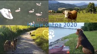 DOGVLOG: 2 Наши озёра -2020 - Our lakes 2020