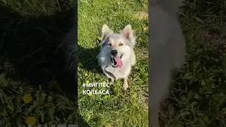 Миг работает за колбасу #новоеархангельское #мигпёс
