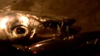 Toothy Critter 12-13-11