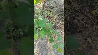Полив и подкормка винограда 22.08.2024