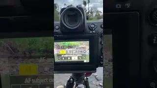 Nikon Z AF-Area mode GREYED OUT Solution (in video mode Nikon z8 & z9)