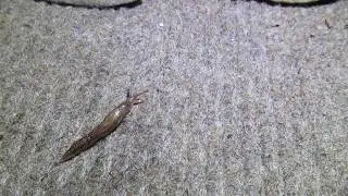 A neat and very nice slug slugging along to some Techstep ..