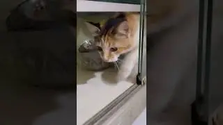 super duper kelakuan kucing #shorts