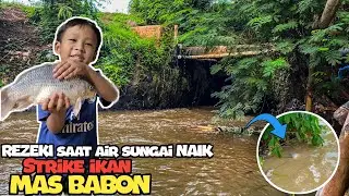 Detik-detik strike ikan mas babon saat sungai sedang banjir