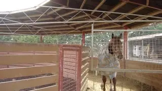 Автоматическая водилка для лошадей
