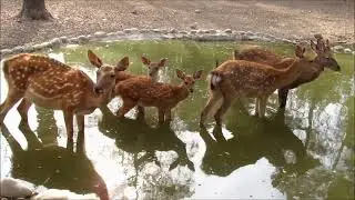 Мой фильм wlmp mp4   Оленья семья !!!