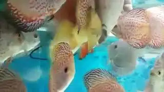 Discus.