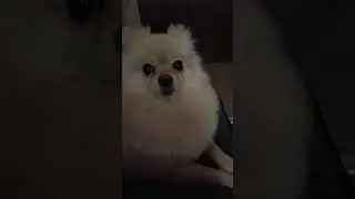 тася