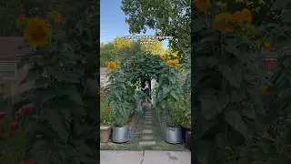 A August Morning In My Life #backyardgardening #backyardhomestead #growyourownfood #gardening #vlog