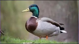 9 Minutes with Ducks — Water, Grass & Birds (No Music) 4K