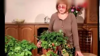 Земляника - Огород на подоконнике