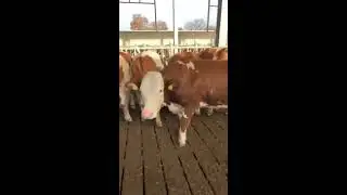 Modern çiftliklerde sığır bakımı Türkiye de yaygınlaşıyor köyde hayat