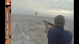 ОХОТА НА ФАЗАНА И ЗАЙЦА ПО СВЕЖЕМУ СНЕГУ. 15 Декабря 2019 г.