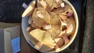 Поездка за грибами!!!  Собираем грибы. Маринуем грибы.
