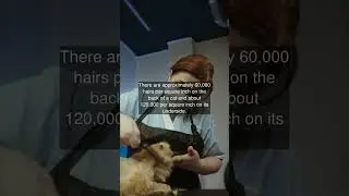 There are approximately 60,000 hairs per square inch on the back of a cat and about...