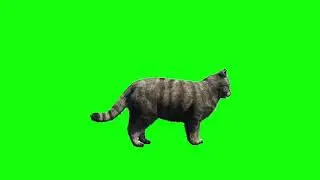 Walking cat green screen video|Editor g